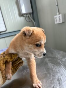 더나은동물병원에서 보호하고 있는 유기된 강아지입니다.