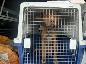 창원유기동물보호소에서 02월 09일 발견해서 보호하고 있는 강아지 정보입니다.