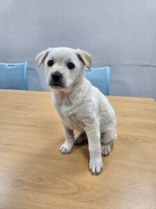반려동물보호센터에서 보호중인 유기된 강아지입니다.