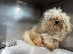 광주동물보호센터에서 02월 09일 발견해서 보호하고 있는 강아지 정보안내.