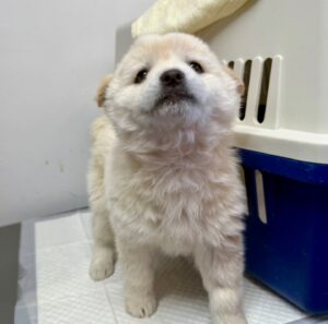 강릉시 동물사랑센터에서 보호하고 있는 유기된 강아지안내.