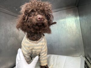 광주동물보호센터에서 02월 09일 발견해서 보호하고 있는 강아지 정보안내.