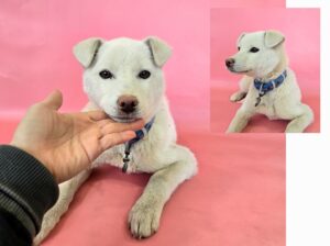 (사)영일동물플러스에서 보호하고 있는 유기된 강아지정보.