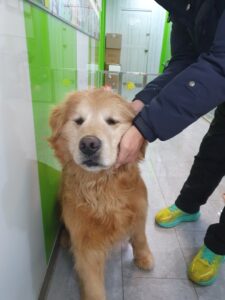 펫앤쉘터동물병원에서 02월 10일 발견해서 보호하고 있는 강아지 정보.