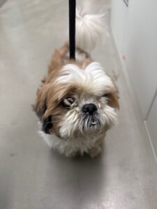 천안시 동물보호센터에서 보호중인 유기된 강아지안내합니다.