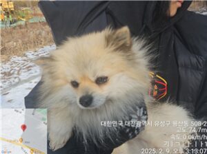 대전동물보호센터에서 02월 10일 발견해서 보호하고 있는 강아지 정보입니다.