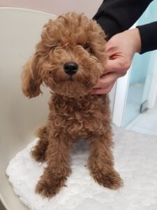 조재진동물병원에서 02월 10일 발견해서 보호하고 있는 강아지 정보.