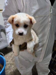 평택시유기동물보호소에서 02월 11일 발견해서 보호하고 있는 강아지 정보안내.