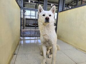 (사)영일동물플러스에서 보호하고 있는 유기된 강아지안내.