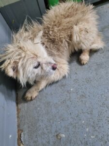 부안군 동물보호센터에서 02월 10일 발견해서 보호하고 있는 강아지 정보입니다.