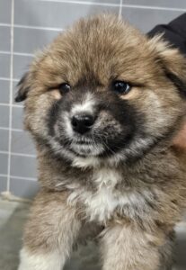 영덕유기동물보호센터에서 02월 11일 발견해서 보호하고 있는 강아지 정보입니다.