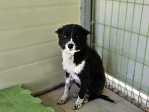 (사)영일동물플러스에서 02월 11일 발견해서 보호하고 있는 강아지 정보입니다.