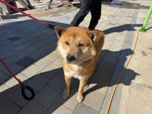 (사)영일동물플러스에서 보호하고 있는 유기된 강아지안내.