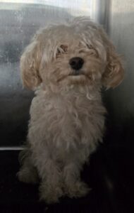 제천시 동물보호센터에서 보호중인 유기된 강아지안내.