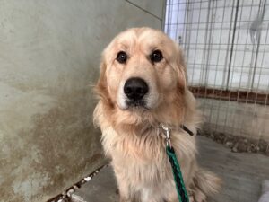 한국야생동물보호협회에서 02월 10일 발견해서 보호하고 있는 강아지 정보입니다.