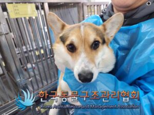 한국동물구조관리협회에서 02월 10일 발견해서 보호하고 있는 강아지 정보안내.