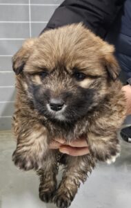 영덕유기동물보호센터에서 보호하고 있는 유기된 강아지안내.