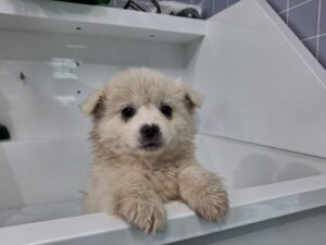 남부여동물보호소에서 보호중인 유기된 강아지안내.