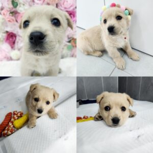 반려동물 입양센터에서 보호중인 유기된 강아지안내합니다.