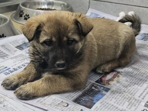 원주시동물보호센터에서 02월 11일 발견해서 보호하고 있는 강아지 정보입니다.