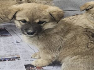 원주시동물보호센터에서 02월 11일 발견해서 보호하고 있는 강아지 정보입니다.