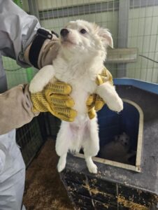 철원군에서 02월 12일 발견해서 보호하고 있는 강아지 정보.