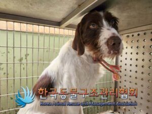 한국동물구조관리협회에서 보호중인 유기된 강아지안내드립니다.