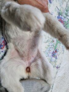 철원군에서 보호하고 있는 유기된 강아지정보.