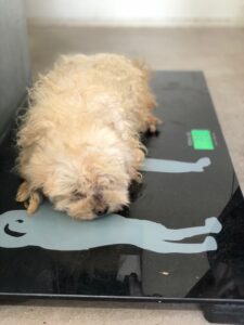 디디동물병원에서 보호중인 유기된 강아지안내드립니다.