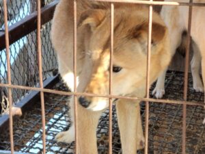 고양시동물보호센터에서 02월 12일 발견해서 보호하고 있는 강아지 정보입니다.