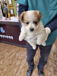정선가축병원에서 보호하고 있는 유기된 강아지입니다.