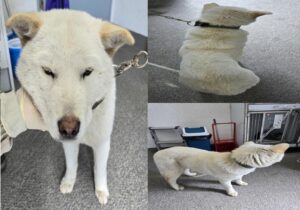 서산시 동물보호센터에서 보호중인 유기된 강아지안내합니다.