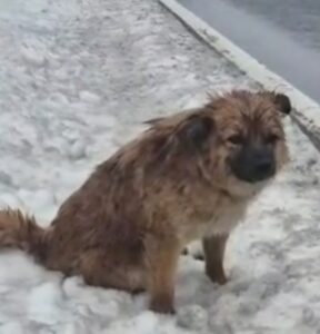 장수군 보호소에서 02월 13일 발견해서 보호하고 있는 강아지 정보.