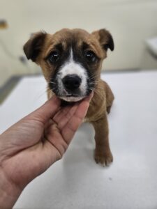 아산동물복지지원센터에서 02월 13일 발견해서 보호하고 있는 강아지 정보입니다.