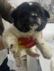 인천수의사회유기동물에서 02월 13일 발견해서 보호하고 있는 강아지 정보안내.