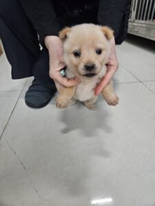 최동물병원에서 보호하고 있는 유기된 강아지입니다.