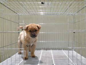 위더스 동물보호센터에서 보호중인 유기된 강아지소개합니다.