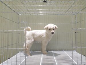 위더스 동물보호센터에서 보호중인 유기된 강아지정보.