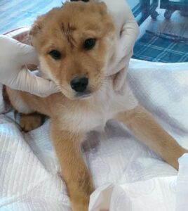 오산 유기동물보호소에서 보호중인 유기된 강아지안내.