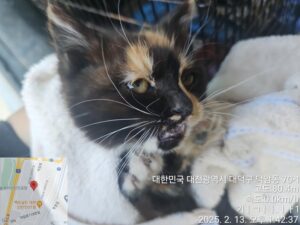 대전동물보호센터에서 02월 14일 발견해서 보호하고 있는 고양이 정보입니다.