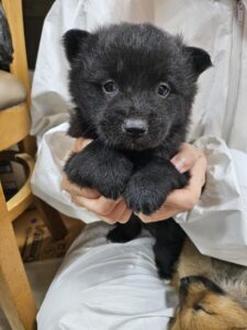 울산유기동물보호센터에서 보호하고 있는 유기된 강아지소개합니다.