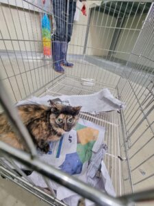 부안군 동물보호센터에서 02월 14일 발견해서 보호하고 있는 고양이 정보입니다.
