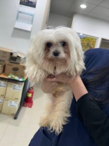 반려동물보호센터에서 02월 14일 발견해서 보호하고 있는 강아지 정보안내.