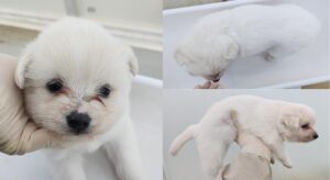 서산시 동물보호센터에서 보호하고 있는 유기된 강아지안내합니다.
