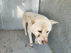 해남유기동물보호센터에서 보호하고 있는 유기된 강아지정보.