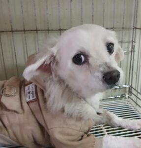 대구유기동물보호협회에서 보호하고 있는 유기된 강아지안내.
