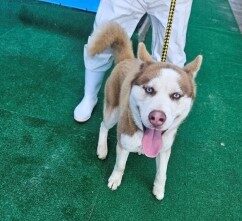 제주 동물보호센터에서 02월 14일 발견해서 보호하고 있는 강아지 정보.