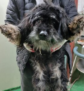 대구유기동물보호센터에서 02월 15일 발견해서 보호하고 있는 강아지 정보.