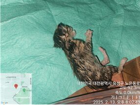 대전동물보호센터에서 02월 14일 발견해서 보호하고 있는 고양이 정보.