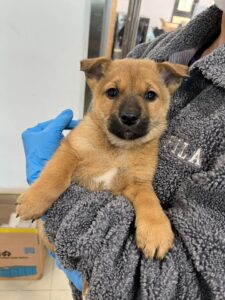 반려동물보호센터에서 02월 15일 발견해서 보호하고 있는 강아지 정보안내.